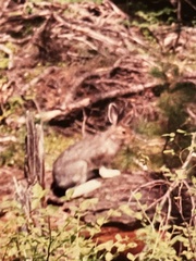 Lepus americanus