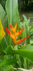Heliconia