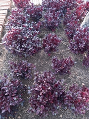Alternanthera brasiliana