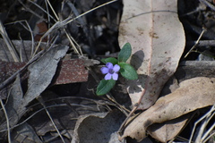 Brunoniella
