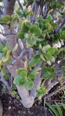 Crassula ovata