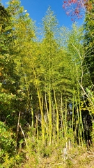 Phyllostachys aurea