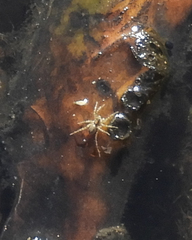 Lycosoidea
