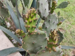 Opuntia
