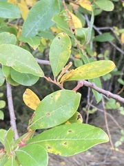 Salix scouleriana