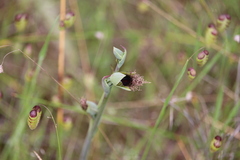Calochilus