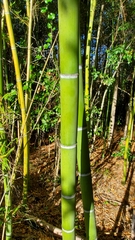Phyllostachys aurea