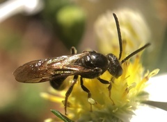 Lasioglossum fuscipenne