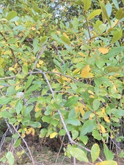 Salix scouleriana