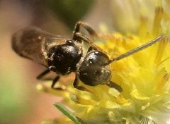 Lasioglossum fuscipenne