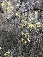 Sambucus canadensis