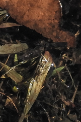 Lycosoidea