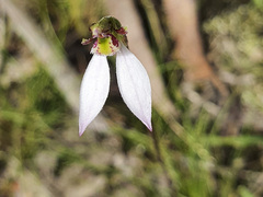 Eriochilus cucullatus