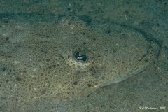 Platycephalus fuscus