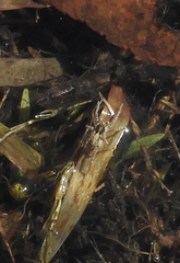 Lycosoidea