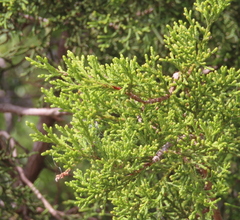 Juniperus ashei