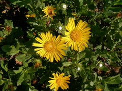 Grindelia glutinosa