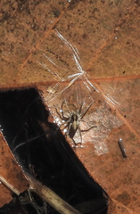 Pardosa