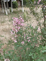 Apocynum venetum