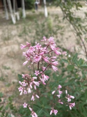 Apocynum venetum