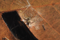 Pardosa