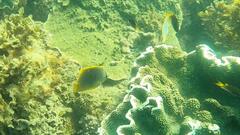 Chaetodon aureofasciatus