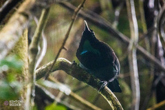Ptiloris victoriae