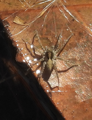 Pardosa