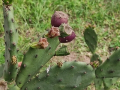 Opuntia