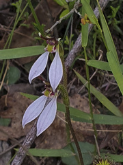 Eriochilus cucullatus