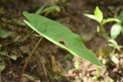 Libellulidae