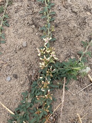Lespedeza daurica