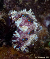 Dendrodoris krusensternii