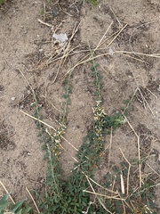 Lespedeza daurica