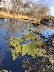Ribes americanum
