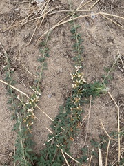 Lespedeza daurica