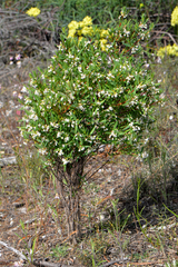 Monotaxis bracteata