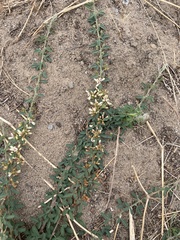 Lespedeza daurica
