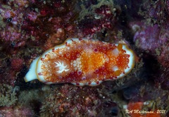 Goniobranchus