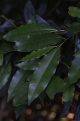 Diospyros pentamera
