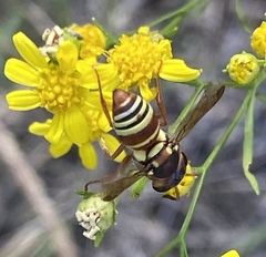 Euodynerus annulatus