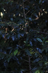 Diospyros pentamera