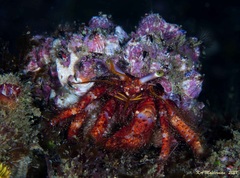 Dardanus crassimanus