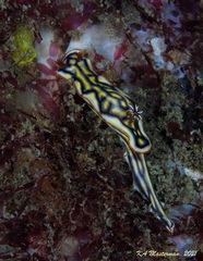 Hypselodoris jacksoni