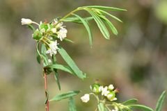 Monotaxis bracteata