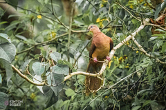 Macropygia phasianella