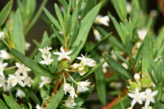 Monotaxis bracteata