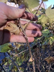 Ribes americanum