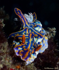 Miamira flavicostata