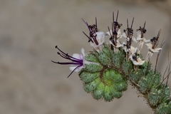 Phacelia robusta